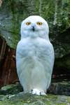 snowy owl Bubo scandiacus-1239