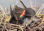Grebes,Rails portfolio