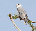 Black Winged Kite
