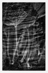 Rhubard Ripples