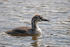 Great Crested Grebe