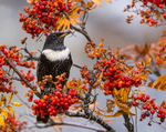 Ring Ouzel