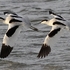 Pied Avocet (Recurvirostra avosetta)