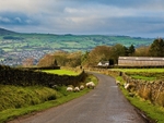 Nesfield Sheep