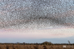 Starling Murmurations, Avalon Marshes_GS1100