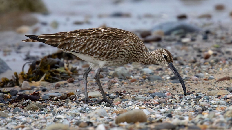 Eurasian Whimbrel - Kildonan - Isle of Arran - Scotland
