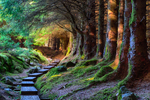 Ballinastoe Woods