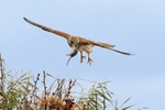 Kestrel with Prey,County Louth