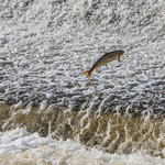 Salmon at Sydney Avenue Weir