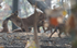 Dholes