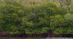 FLS002: Mangroves