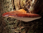 Beefsteak Fungus (03)