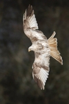 White Kite,Wales