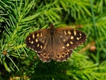 Speckled Wood