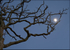 Moon through the tree