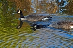 Canada Goose