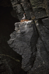 Red-legged Cormorant nest, Chile