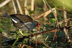 Moorhen