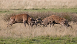 Red Deer - Cervus elaphus
