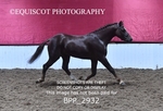 BPP_2932