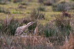 Bittern on Big Otmoor