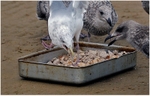 Feeding Time ( 1 )