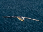 Fulmar