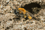 Andrena bicolor (f)