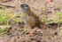 White-crowned Sparrow (adult), San Francisco, USA