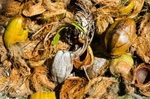 Coconut shells and husks