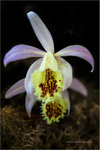 Orchid