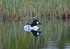 Goldeneye