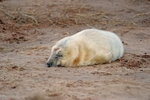Atlantic Grey Seal