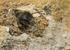 Osmia bicornis (f)