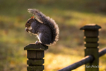 Backlit Grey Squirrel