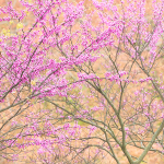REDBUD IN BLOOM #2 - NORFOLK COUNTY
