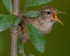 Wren