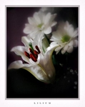 Lilium and Chrysanthemum