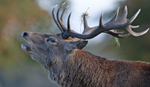 Red Deer - Cervus elaphus
