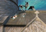 PP19  A dog's dream