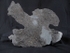 crd014 Pentacrinites dichotomus