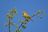 Tree Pipit