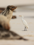 Cattle Egret and Galapagos Sea Lion watchful of each other, Espanola