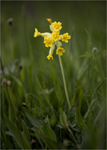 Cowslip