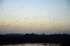 Starlings