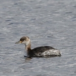 Red-necked Grebe (Podiceps grisegena)