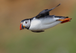 Puffin