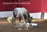 BPP_1274
