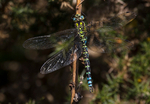 Southern Hawker.
