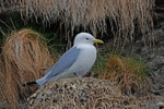Kittiwake